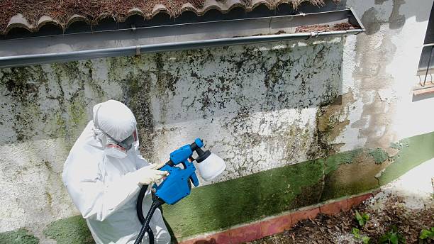 Top rated local Mold Remediation specialists in Graham, TX
